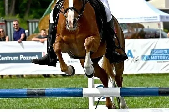 Kuc sportowy