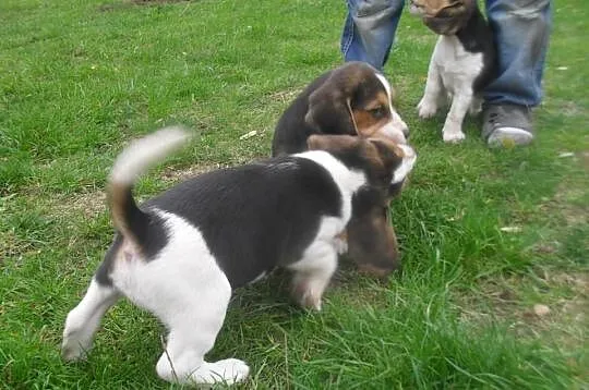 Beagle Trikolor z rodowodem