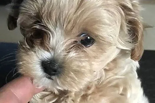 Maltipoo po malutkich rodzicach pudel toy red / maltańczyk