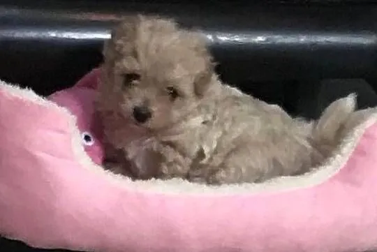 Maltipoo po malutkich rodzicach pudel toy red / maltańczyk, Dolnośląskie, Bielany Wrocławskie