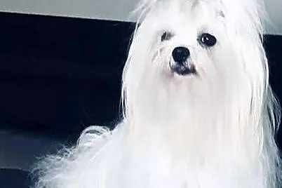 Maltipoo po malutkich rodzicach pudel toy red / maltańczyk, Dolnośląskie, Bielany Wrocławskie