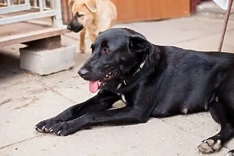 LOLA wierna sunia po przejściach,  łódzkie Łódź
