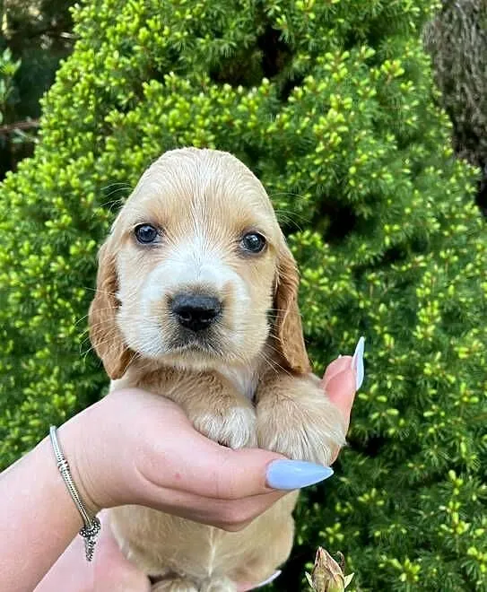 Pieski cocker spaniel suczki pieski, Małopolskie, Lipnica Mała