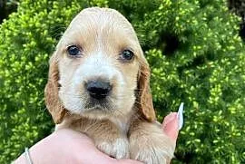 Pieski cocker spaniel suczki pieski