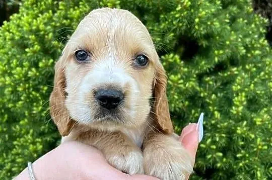 Pieski cocker spaniel suczki pieski, Małopolskie, Lipnica Mała