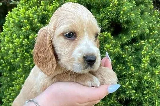 Pieski cocker spaniel suczki pieski, Małopolskie, Lipnica Mała