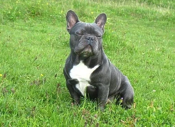 Buldog francuski niebieski, blue reproduktor., Wielkopolskie, Nowy Tomyśl