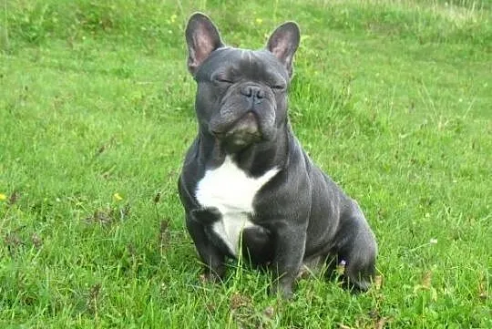 Buldog francuski niebieski, blue reproduktor., Wielkopolskie, Nowy Tomyśl