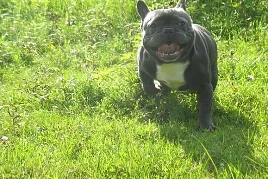 Buldog francuski niebieski, blue reproduktor., Wielkopolskie, Nowy Tomyśl