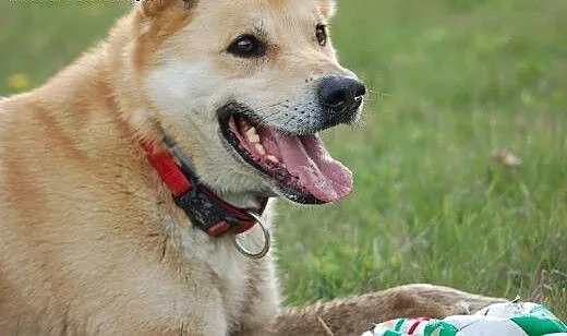 Diego do adopcji , Kundelki cała Polska