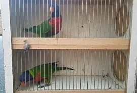 Papugi lorysy lorysa górska, Jaworzno