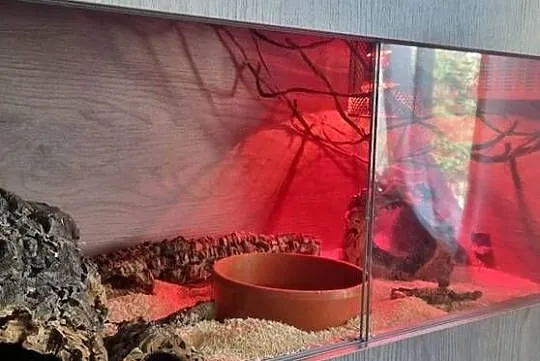 Wąż zbożowy z terrarium, Małopolskie, Bobrek