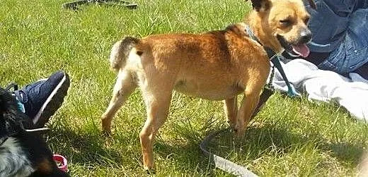 Kajtek, mikro psiak idealny dla starszej osoby, d