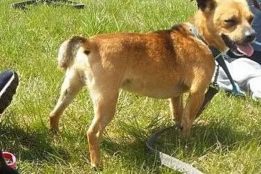 Kajtek, mikro psiak idealny dla starszej osoby, dolnośląskie Świdnica