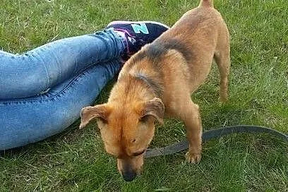 Kajtek, mikro psiak idealny dla starszej osoby,  d