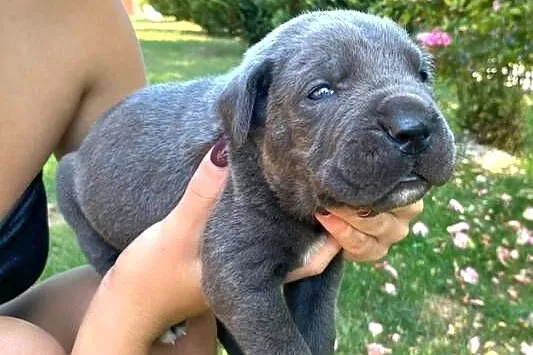 Cane corso błękitne
