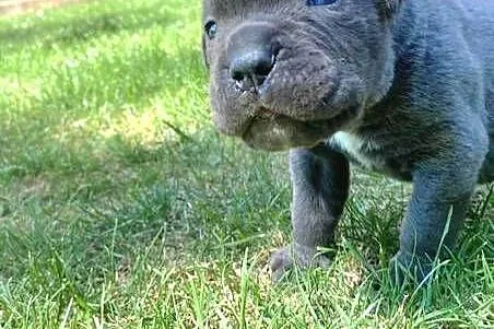 Cane corso błękitne, Małopolskie, Kraków