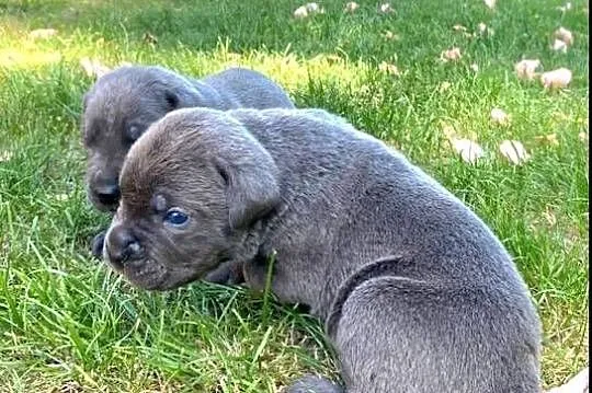 Cane corso błękitne, Małopolskie, Kraków