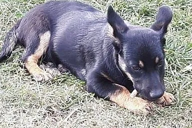 Jagoda- śliczna malutka sunia 5 miesięcy ,  Kundel