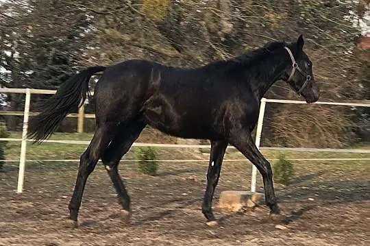 Koń małopolski, Opalenica