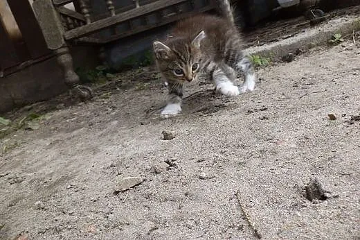 Scarlett i Kazio szukają domu,  wielkopolskie Pozn