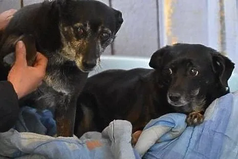 INKA i PUSIA dwie starsze sieroty. Do adopcji,  małopolskie Kraków