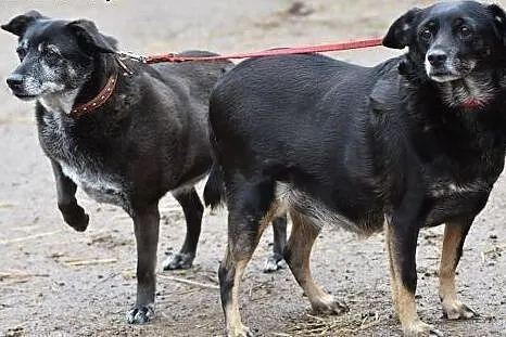 INKA i PUSIA dwie starsze sieroty. Do adopcji,  ma