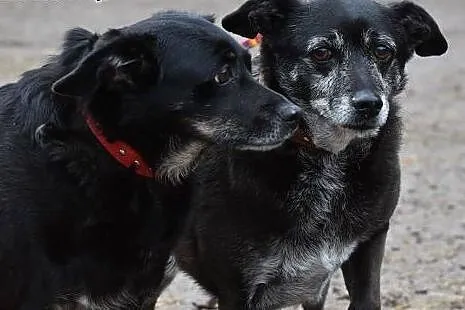 INKA i PUSIA dwie starsze sieroty. Do adopcji,  ma
