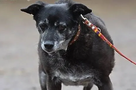 INKA i PUSIA dwie starsze sieroty. Do adopcji,  ma