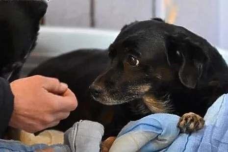 INKA i PUSIA dwie starsze sieroty. Do adopcji,  ma
