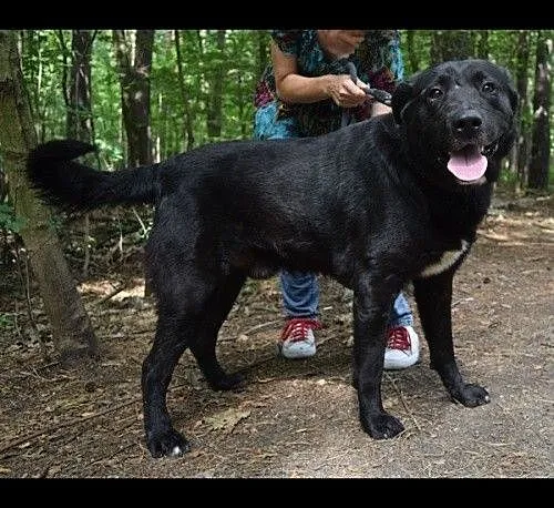 Krajek - niesamowicie pozytywny psiak do adopcji