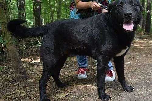 Krajek - niesamowicie pozytywny psiak do adopcji