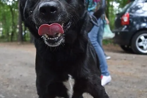 Krajek - niesamowicie pozytywny psiak do adopcji