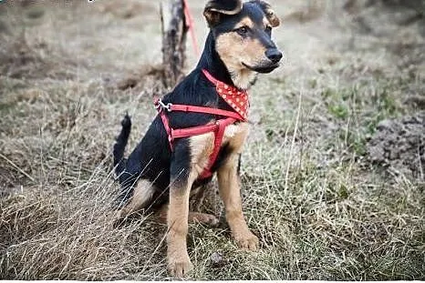 NICO-przeuroczy ROZKOSZNY psi DZIECIAK do adopcji,