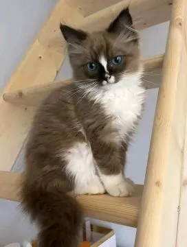 Most beautiful and outstanding Ragdoll kitten kitten ready to make a new family awe, , Warszawka