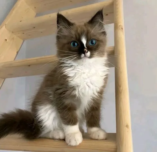 Most beautiful and outstanding Ragdoll kitten kitten ready to make a new family awe, , Warszawka