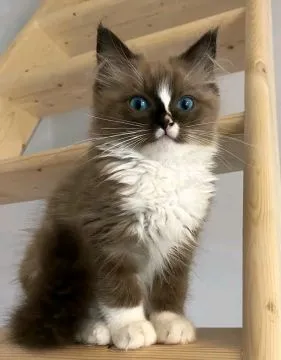 Most beautiful and outstanding Ragdoll kitten kitten ready to make a new family awe, , Warszawka