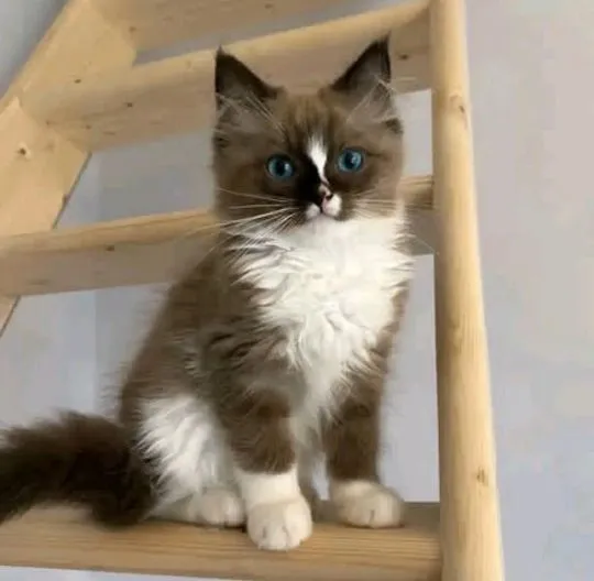 Most beautiful and outstanding Ragdoll kitten kitten ready to make a new family awe