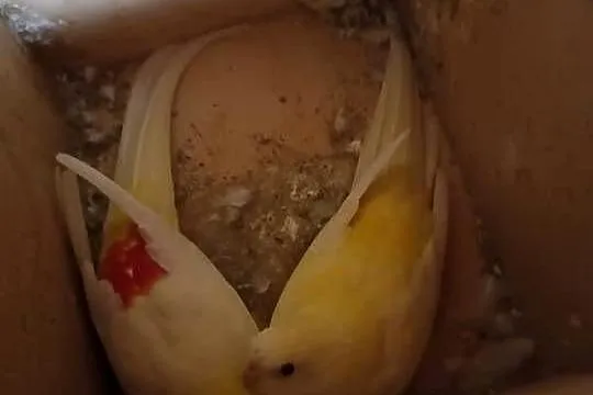 Świergoty, Kujawsko-pomorskie, Sępólno Krajeńskie