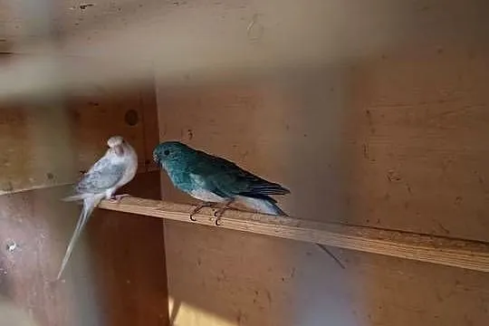 Świergoty, Kujawsko-pomorskie, Sępólno Krajeńskie