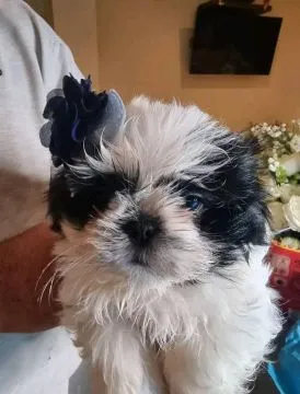 Piękne Maltipoo szczenięta rasy czekają na nowe domy.