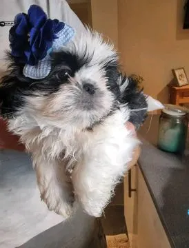 Piękne Maltipoo szczenięta rasy czekają na nowe domy., Podkarpackie, Stalowa Wola