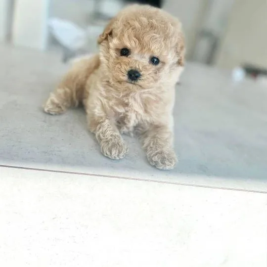 Piękne Maltipoo szczenięta rasy czekają na nowe domy., Podkarpackie, Stalowa Wola