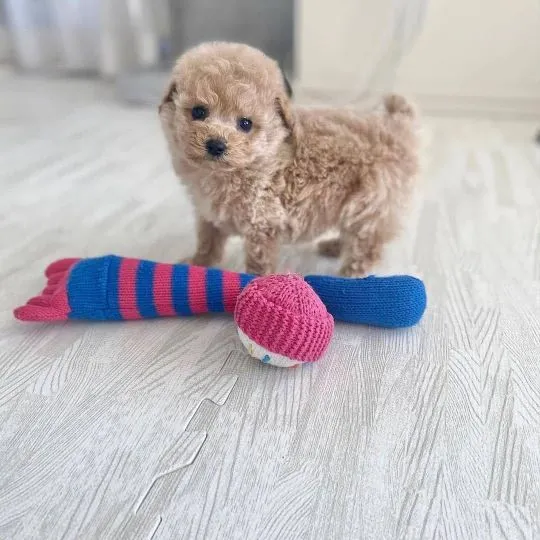Piękne Maltipoo szczenięta rasy czekają na nowe domy., Podkarpackie, Stalowa Wola