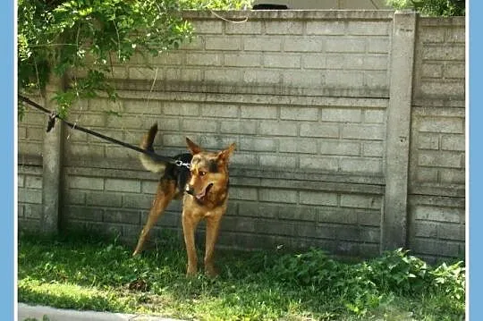 Spokojny,przyjazny,łagodny 2 letni pies PELE,w typie owczarka_Adopcja_