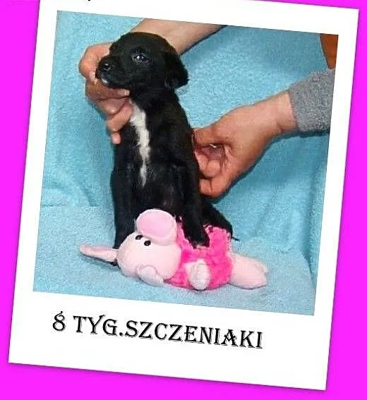 Prześliczne szczeniaczki,suczki i pieski, wesołe i