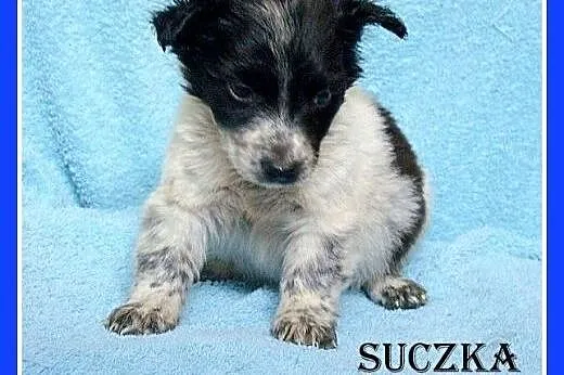 Prześliczne szczeniaczki,suczki i pieski, wesołe i