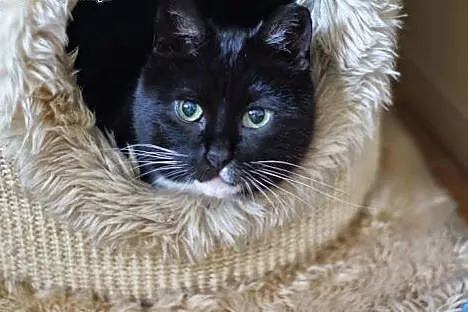Rózia (6 lat) szuka spokojnego domku,  wielkopolsk