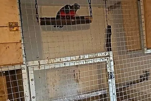 Rudosterki czerwonobrzuche pary likwidacja hodowli, Śląskie, Świerklany