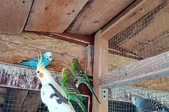 Papugi nimfy i faliste